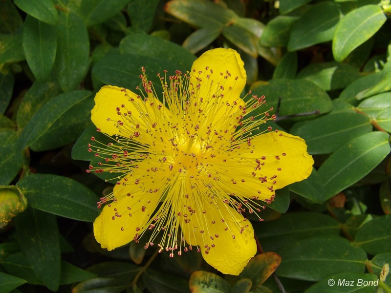 St Johns Wort