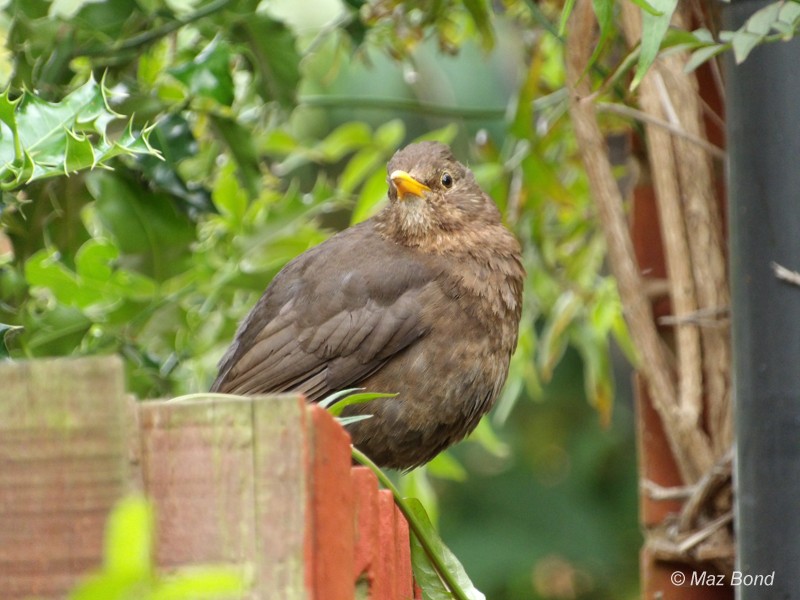 Young-Blackbird2